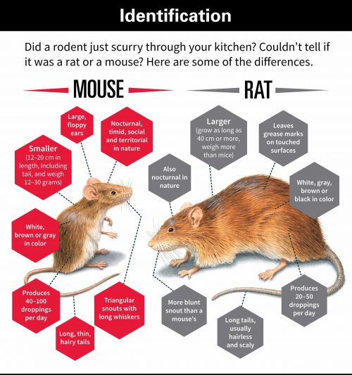 What is the Plural form of Mouse? - QuestionOcean